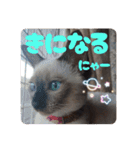 あずきとくるみのスタンプ（シンプル）（個別スタンプ：18）