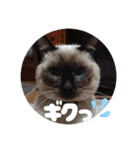 あずきとくるみのスタンプ（シンプル）（個別スタンプ：19）