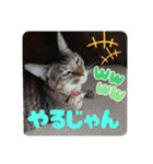 あずきとくるみのスタンプ（シンプル）（個別スタンプ：20）