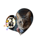あずきとくるみのスタンプ（シンプル）（個別スタンプ：22）