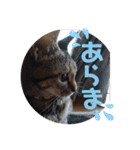 あずきとくるみのスタンプ（シンプル）（個別スタンプ：31）