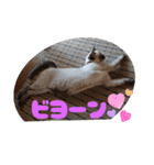 あずきとくるみのスタンプ（シンプル）（個別スタンプ：33）