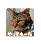 あずきとくるみのスタンプ（シンプル）（個別スタンプ：34）