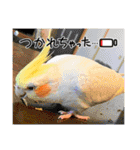 僕のコザクラオカメ1（個別スタンプ：8）