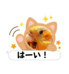 僕のコザクラオカメ1（個別スタンプ：9）