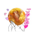 僕のコザクラオカメ1（個別スタンプ：10）