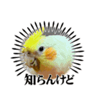 僕のコザクラオカメ1（個別スタンプ：20）
