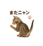 子ネコverベンガル1（個別スタンプ：1）