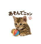 子ネコverベンガル1（個別スタンプ：3）