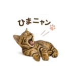 子ネコverベンガル1（個別スタンプ：12）