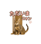 子ネコverベンガル1（個別スタンプ：14）