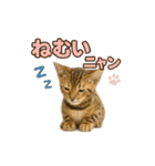 子ネコverベンガル1（個別スタンプ：16）