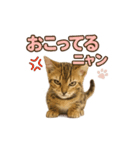 子ネコverベンガル1（個別スタンプ：17）