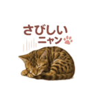 子ネコverベンガル1（個別スタンプ：22）