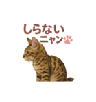 子ネコverベンガル1（個別スタンプ：23）