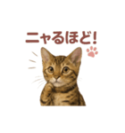 子ネコverベンガル1（個別スタンプ：25）