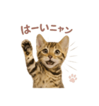 子ネコverベンガル1（個別スタンプ：27）