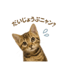 子ネコverベンガル1（個別スタンプ：33）