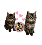 あんみつと家族（個別スタンプ：1）