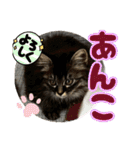 あんみつと家族（個別スタンプ：2）