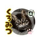 あんみつと家族（個別スタンプ：3）