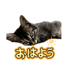 あんみつと家族（個別スタンプ：5）