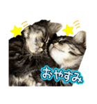 あんみつと家族（個別スタンプ：6）
