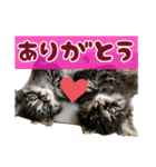 あんみつと家族（個別スタンプ：7）