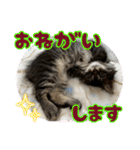 あんみつと家族（個別スタンプ：9）