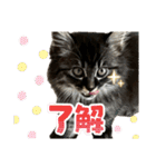 あんみつと家族（個別スタンプ：11）