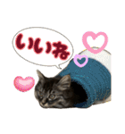 あんみつと家族（個別スタンプ：12）