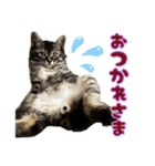 あんみつと家族（個別スタンプ：14）