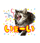 あんみつと家族（個別スタンプ：15）
