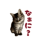 あんみつと家族（個別スタンプ：16）