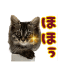 あんみつと家族（個別スタンプ：18）