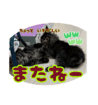 あんみつと家族（個別スタンプ：19）