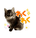 あんみつと家族（個別スタンプ：20）