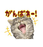 あんみつと家族（個別スタンプ：21）