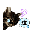 あんみつと家族（個別スタンプ：22）