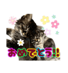 あんみつと家族（個別スタンプ：23）