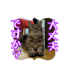 あんみつと家族（個別スタンプ：25）
