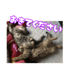 あんみつと家族（個別スタンプ：28）