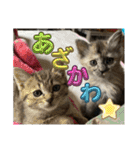 あんみつと家族（個別スタンプ：32）
