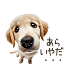 ゴールデンレトリバー子犬☆即返信シンプル（個別スタンプ：1）