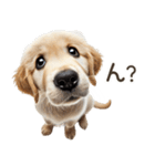 ゴールデンレトリバー子犬☆即返信シンプル（個別スタンプ：3）
