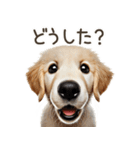 ゴールデンレトリバー子犬☆即返信シンプル（個別スタンプ：4）