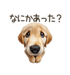 ゴールデンレトリバー子犬☆即返信シンプル（個別スタンプ：5）