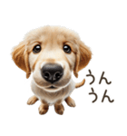 ゴールデンレトリバー子犬☆即返信シンプル（個別スタンプ：6）