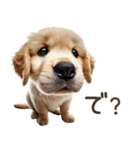 ゴールデンレトリバー子犬☆即返信シンプル（個別スタンプ：9）