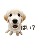 ゴールデンレトリバー子犬☆即返信シンプル（個別スタンプ：12）